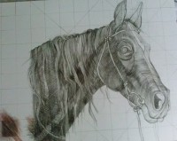 /album/kresby-a-ilustracie/konik-2-jpg/